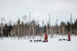 Lapland Safaris