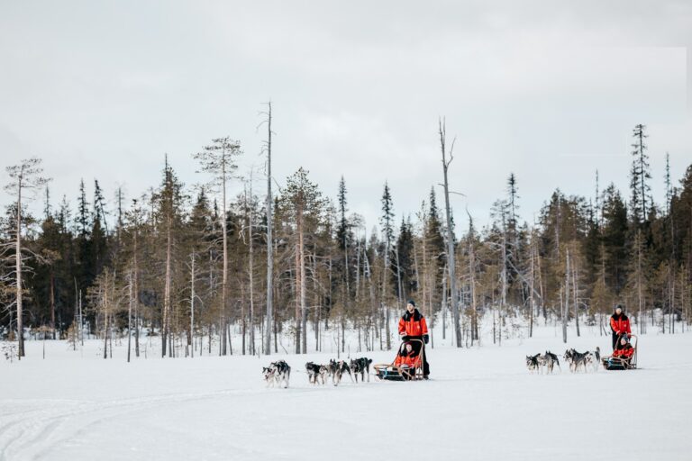 Lapland Safaris
